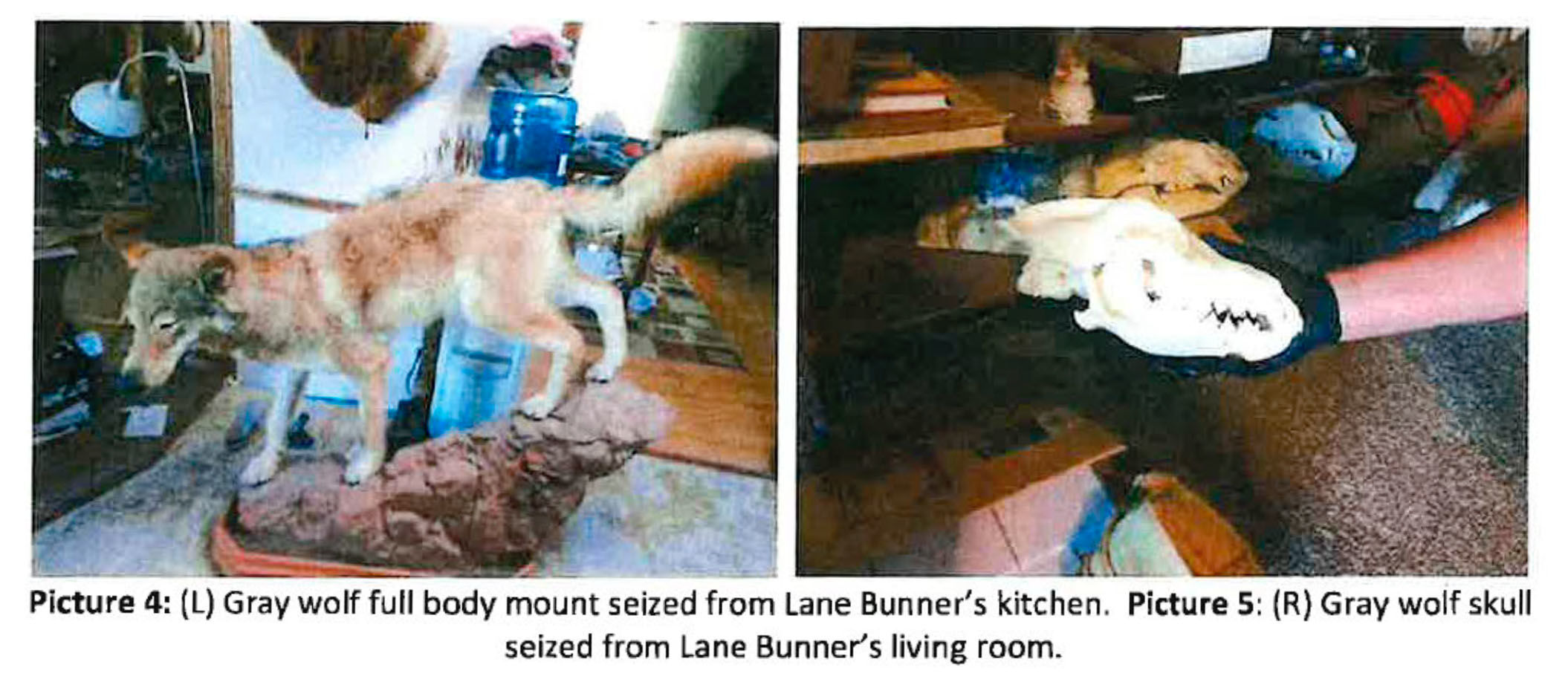 Wolf poaching